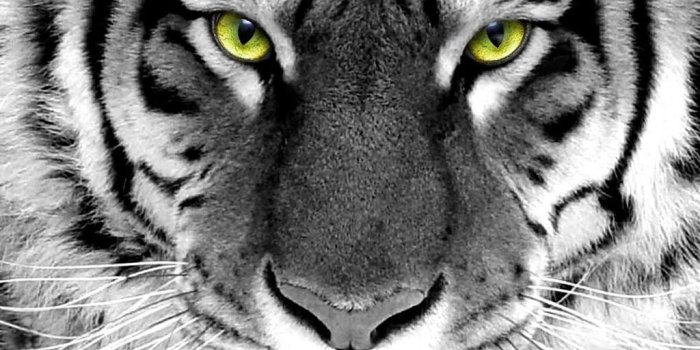 1024x768 The-best-top-desktop-tiger-wallpapers-hd-tiger-wallpaper-1…