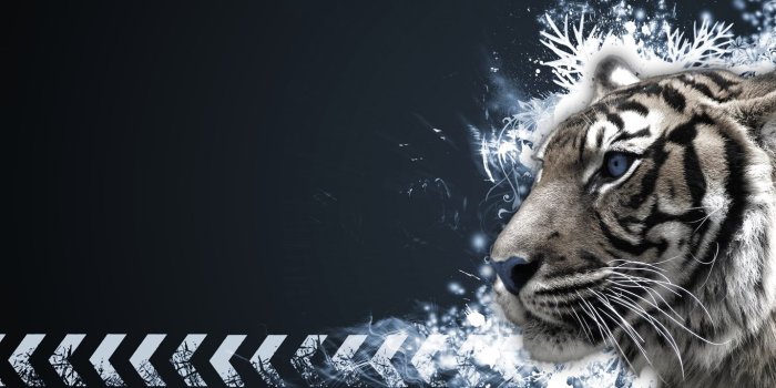 1366x768 Tiger Wallpapers Desktop Background