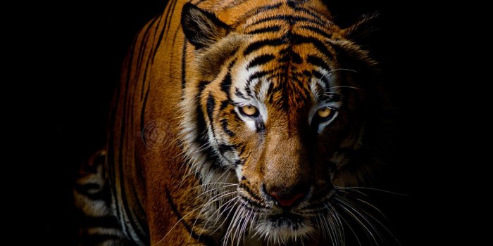 1024x768 Wallpaper | HD Wallpapers | Ultra HD 4K Wallpapers for Desktop & Mobiles |  Santa Banta