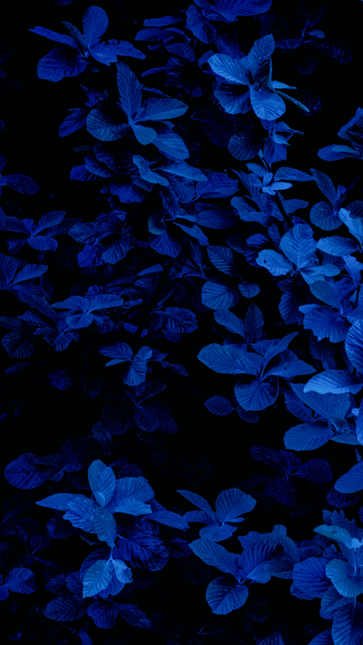 720x1280 99+) iphone wallpaper | Tumblr | Blue flower wallpaper, Blue aesthetic dark,  Dark blue flowers