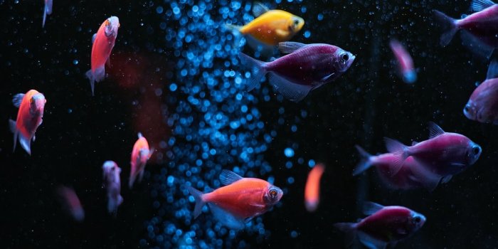 1000x1500 Fish Wallpapers: Free HD Download [500+ HQ] | Unsplash