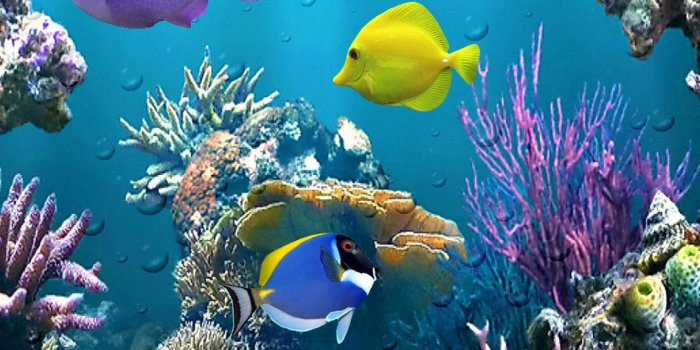 1440x2560 Beautiful Fish Wallpapers - Top Free Beautiful Fish Backgrounds -  WallpaperAccess