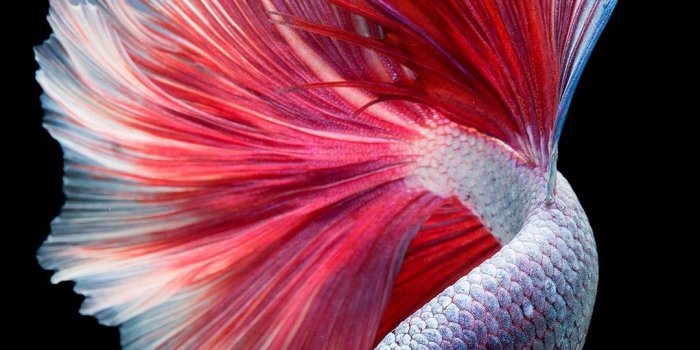 1080x1920 Cool Fish Wallpapers - Top Free Cool Fish Backgrounds - WallpaperAccess