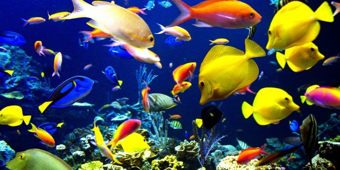1600x1200 Best Wallpapers: Colorful Fish Wallpapers | Fish wallpaper, Colorful fish,  Fish under the sea