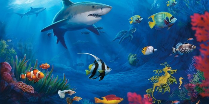 1920x1080 Live Fish Wallpapers