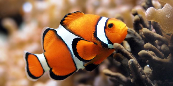 2560x1600 44+] Widescreen Desktop Reef Fish Wallpaper on WallpaperSafari