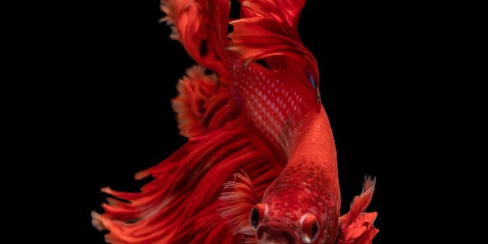1000x1474 Fish Wallpapers: Free HD Download [500+ HQ] | Unsplash