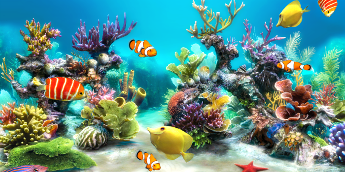 1280x720 47+] Live Fish Wallpaper for Windows on WallpaperSafari