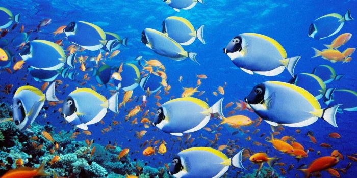 1920x1080 Sea Fish Wallpapers