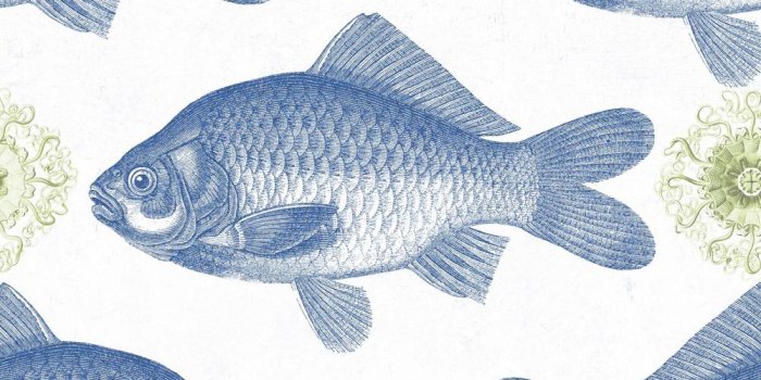 1000x1000 Fish Wallpaper by MINDTHEGAP | Do Shop