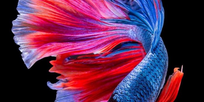 1392x2082 Fish Wallpapers - KoLPaPer - Awesome Free HD Wallpapers