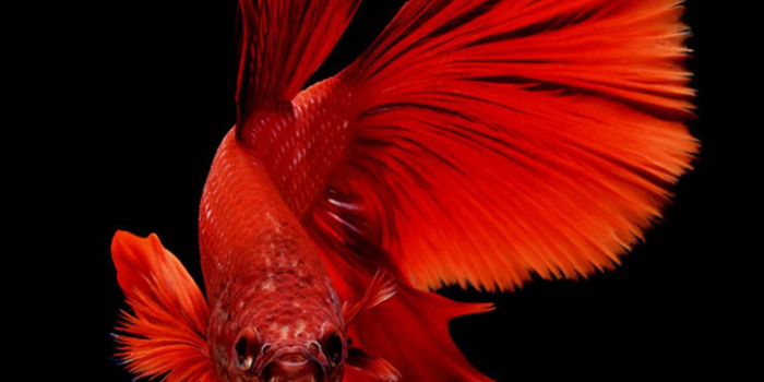 720x1280 Amazon.com: Betta Fish Wallpaper: Appstore for Android