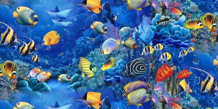 1920x1200 Fish Wallpapers - Top Free Fish Backgrounds - WallpaperAccess