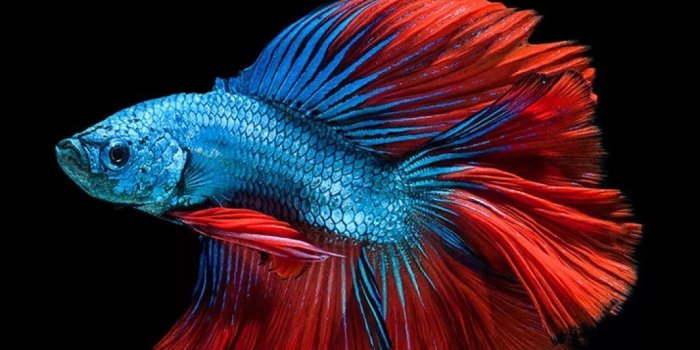 1080x1920 18 Betta Fish iPhone Wallpapers - Wallpaperboat