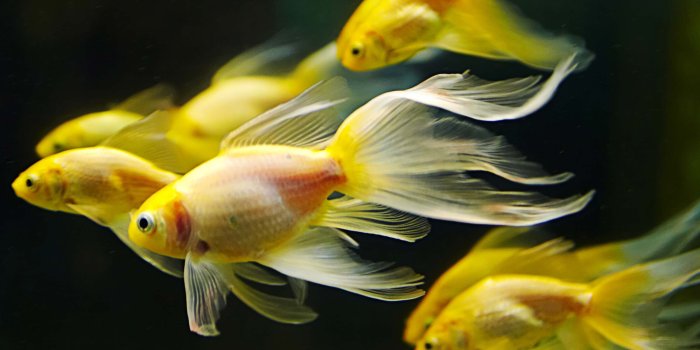 3000x1993 underwater, Fish, Fishes, Goldfish, Gold, Fish Wallpapers HD / Desktop and  Mobile Backgrounds