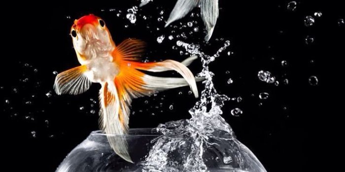 736x1377 Goldfish | Fish wallpaper, Goldfish art, Colorful fish