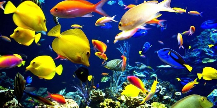 1024x768 Fish Laptop Wallpapers - Top Free Fish Laptop Backgrounds - WallpaperAccess