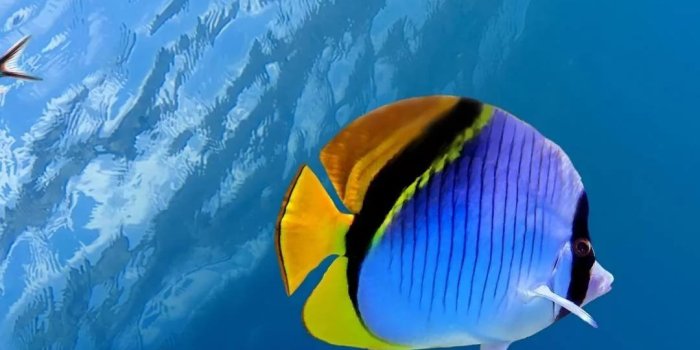 1080x1920 45 Free Tropical Fish iPhone Wallpapers - Wallpaperboat