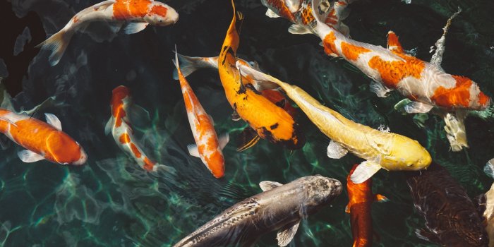 2880x1800 Koi Fish Wallpapers (63+ background pictures)