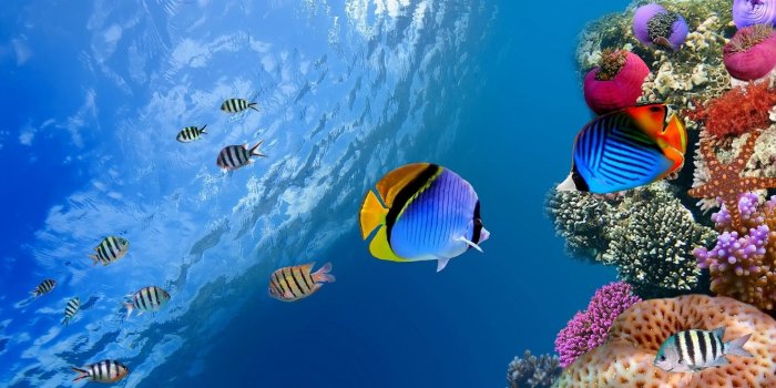 1920x1080 Tropical Fish Wallpapers (71+ background pictures)