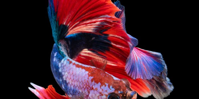 1000x1467 Fish Wallpapers: Free HD Download [500+ HQ] | Unsplash