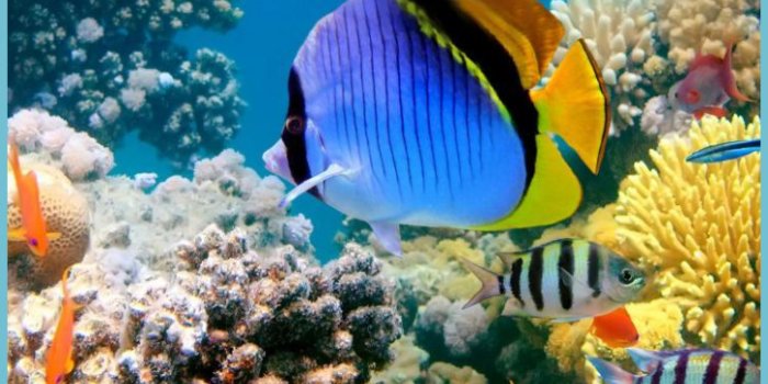 727x1293 Fish Wallpapers HD - 10K Für Android - APK Herunterladen - 4k Fish Wallpaper  | Neat