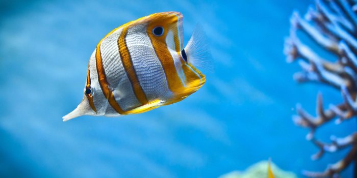 2560x1600 Cool Fish Backgrounds