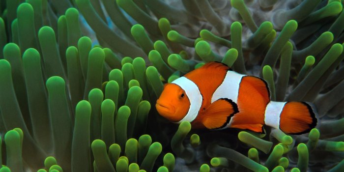 1920x1080 Fish Wallpapers | Best Wallpapers