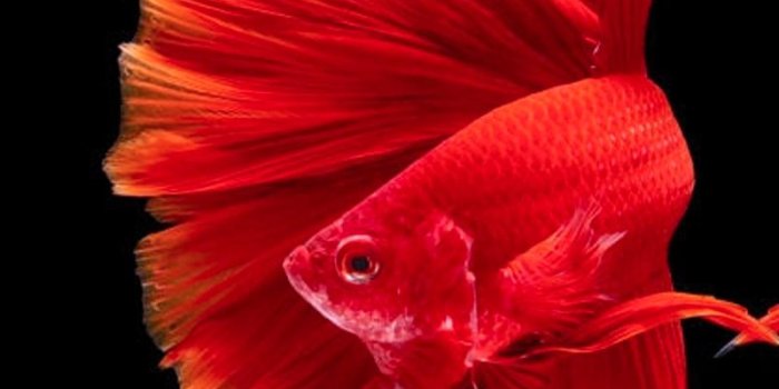 800x1280 Hd Betta Fish Wallpapers For Android Apk Download - Live Wallpaper Betta  Fish Hd - 800x1280 - Download HD Wallpaper - WallpaperTip