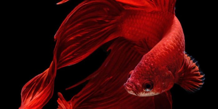 1080x1920 Betta Fish iPhone 6 And iPhone 6s Wallpaper HD | Fish wallpaper, Fish  background, Iphone 6s wallpaper