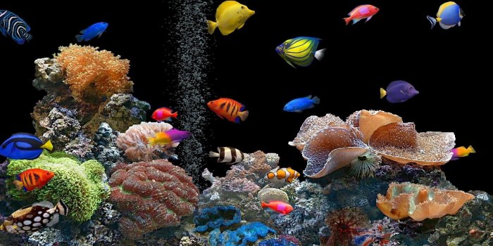 1920x1080 52+ Fish Wallpaper and Screensavers