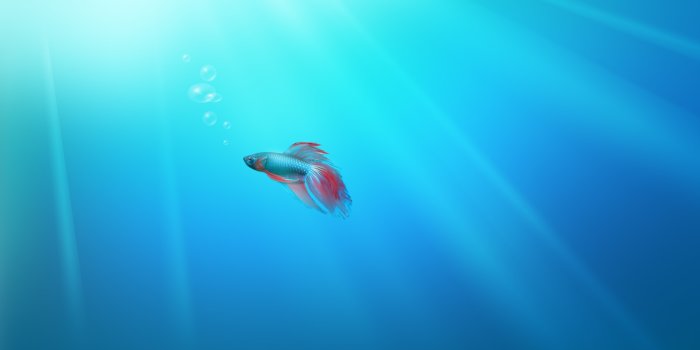 1920x1200 Windows Seven Fish Ultra HD Desktop Background Wallpaper for 4K UHD TV :  Widescreen & UltraWide Desktop & Laptop