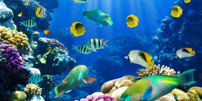 2000x1100 66+] Fish Desktop Wallpapers on WallpaperSafari
