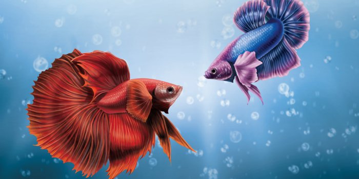 3797x3038 2048x1152 Him And I Betta Fish 2048x1152 Resolution HD 4k Wallpapers,  Images, Backgrounds, Photos and Pictures