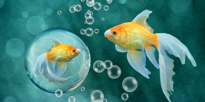1920x1200 Fish wallpaper | 1920x1200 | #36628