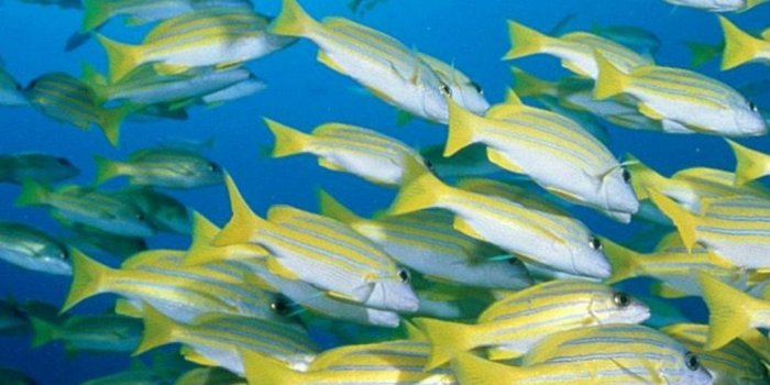 1080x1920 Fish Android Wallpaper HD - 2021 Android Wallpapers