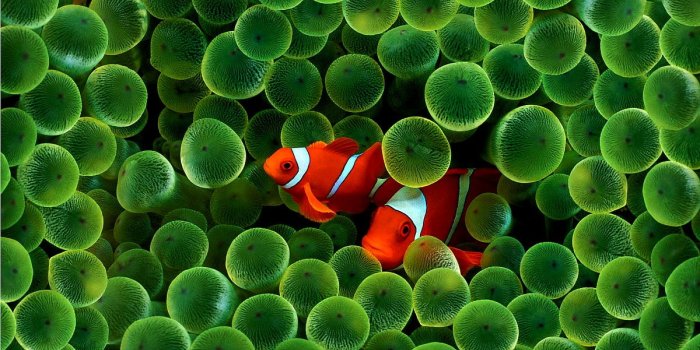 1200x750 610+ Fish wallpapers HD | Download Free backgrounds