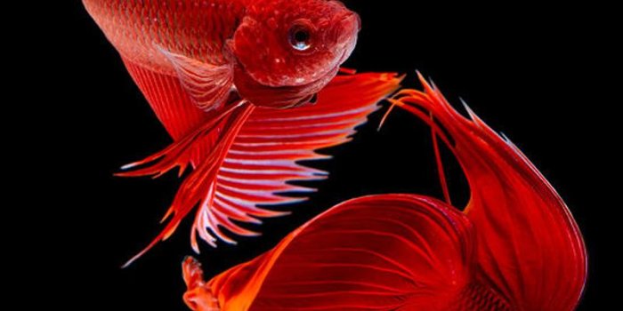 800x1280 HD Betta Fish Wallpapers for Android - APK Download