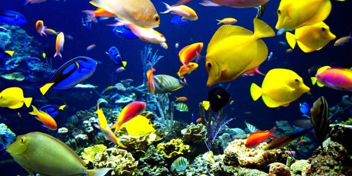 1440x900 520+ Fish HD Wallpapers | Background Images