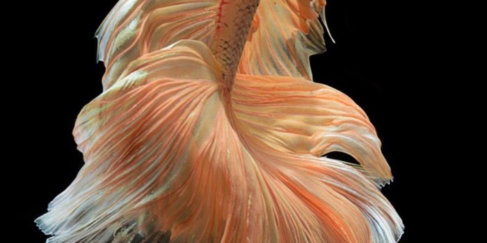 1080x1920 iPhone Fish Wallpapers Free Download