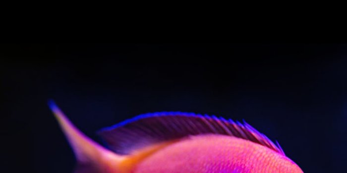 750x1334 Pink Tropical Fish Wallpaper Phone - genius777.com PRINTABLES