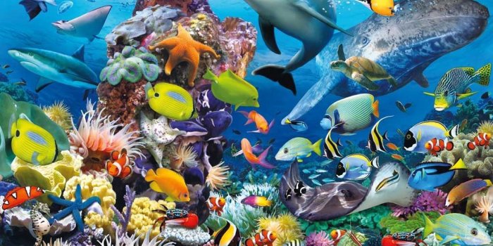 1024x783 Fish At The Sea - 1024x783 Wallpaper - teahub.io