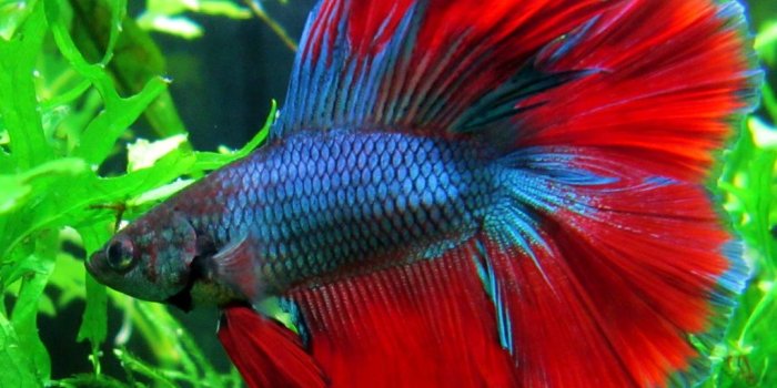 1024x910 Betta Fish Wallpapers (6) | Awesome Gallery