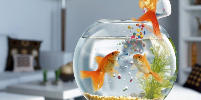 2048x1152 Wallpaper Funny Fish, Three Common Gold Fish, Wallpapers • Wallpaper For  You HD Wallpaper For Desktop & Mobile