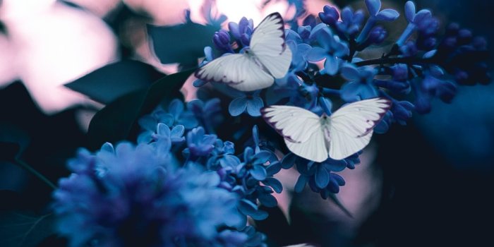 1000x1498 Butterfly Wallpapers: Free HD Download [500+ HQ] | Unsplash