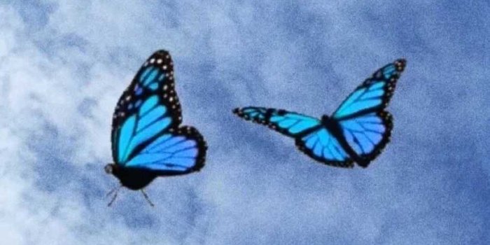 946x1792 Blue Butterfly Wallpaper - KoLPaPer - Awesome Free HD Wallpapers