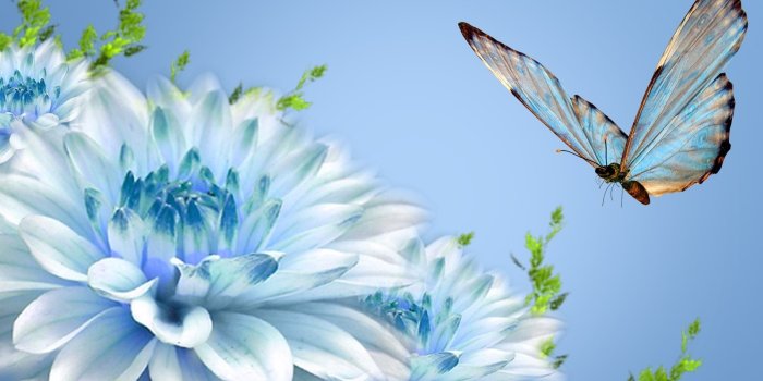 1600x900 Free download Butterfly Wallpapers Desktop Wallpapers [1600x1080] for your  Desktop, Mobile & Tablet | Explore 49+ Butterfly Wallpapers for Laptop |  Free Desktop Wallpaper Butterflies Flowers,