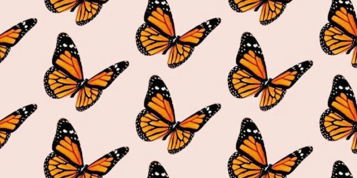 783x1280 Butterfly Wallpaper - Wallpaper Sun
