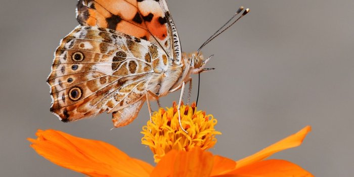 1080x1339 Butterfly Wallpapers: Free HD Download [500+ HQ] | Unsplash