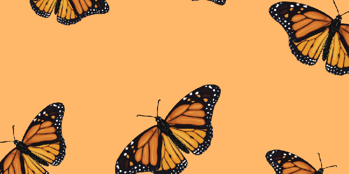 1000x1500 Butterfly Wallpapers - 4k, HD Butterfly Backgrounds on WallpaperBat